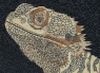 [Kelenn, Age 11, Bearded Dragon image]